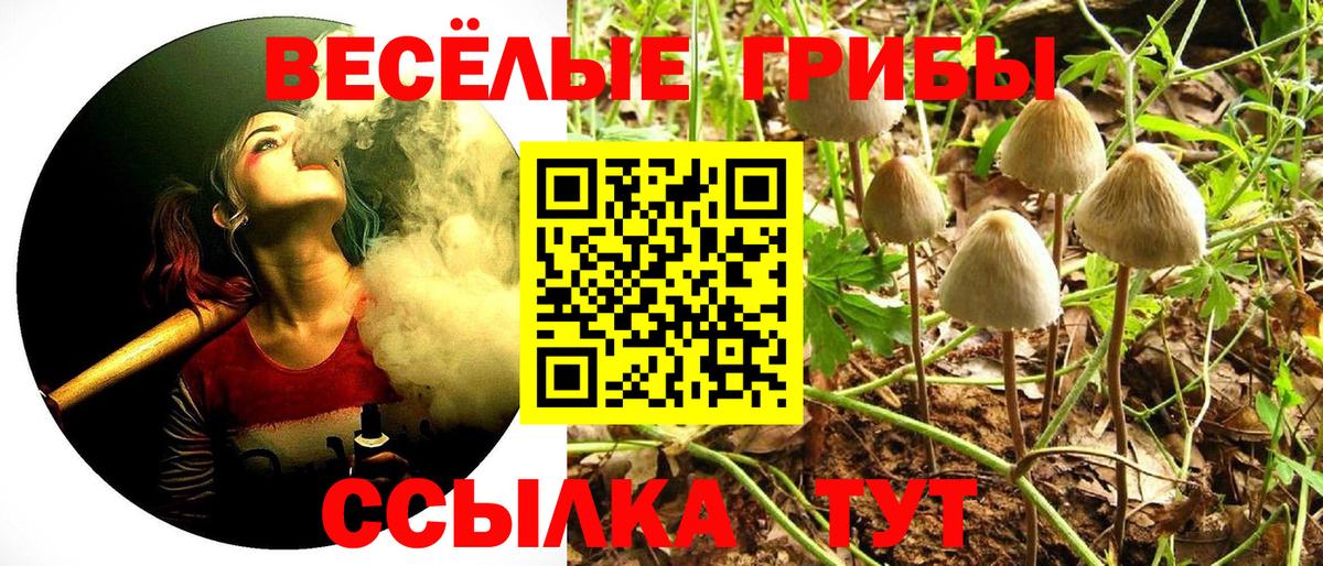 Галлюциногенные грибы Psilocybe Альметьевск